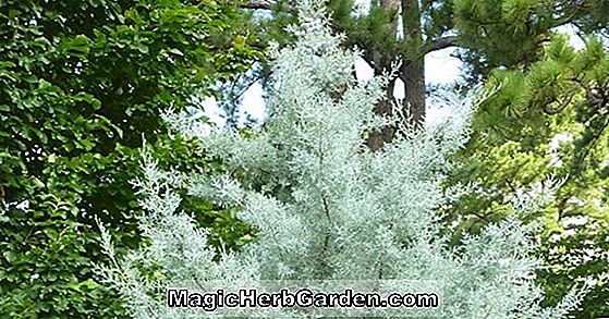 Cupressus glabra (Arizona Cypress)