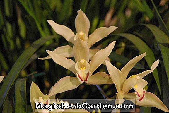 Cymbidium eburneum (Cymbidum Orchid)