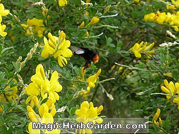 Cytisus canariensis af haver (Evergreen busk)