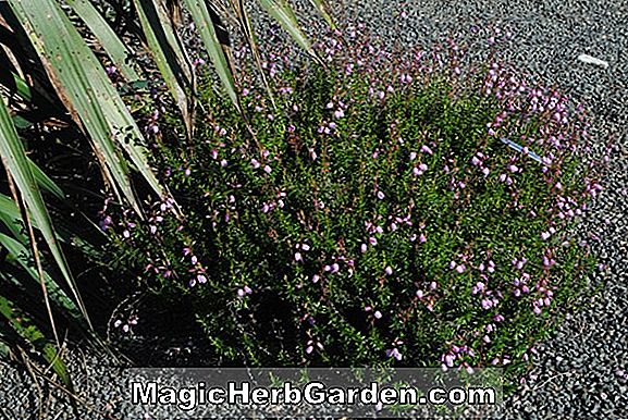 Planter: Daboecia cantabrica (Cinderella Heath)