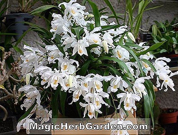 Dendrobium fimbriatum (Dendrobium Orchid)