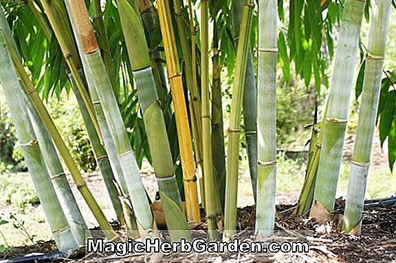 Dendrocalamus asper (Giant Bamboo)