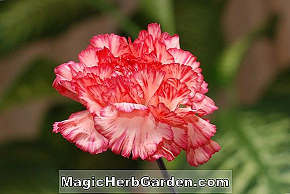 Dianthus haematocalyx (Dianthus) - #2