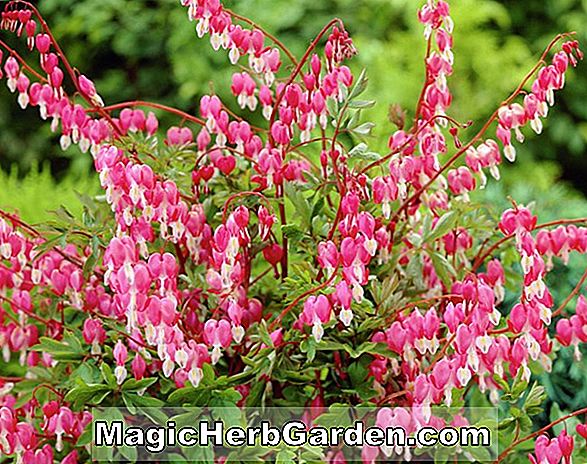 Dicentra eximia (Alba blødende hjerte)