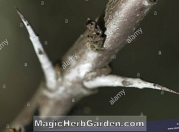 Elaeagnus ebbingii (Limelight Elaeagnus)