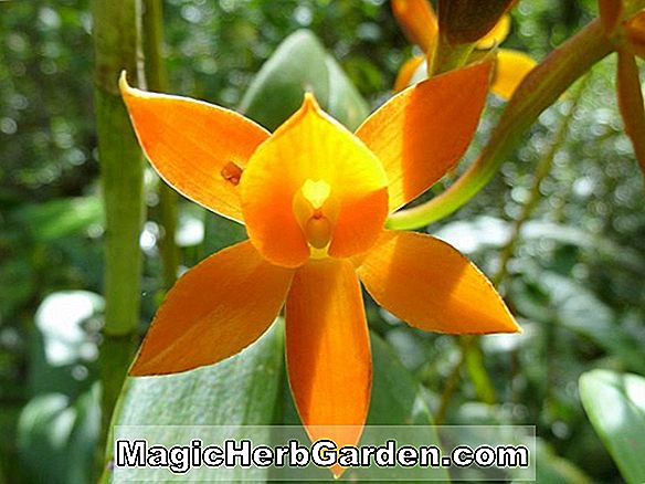 Pflanzen: Epidendrum o'brienianum (Epidendrum-Orchidee)