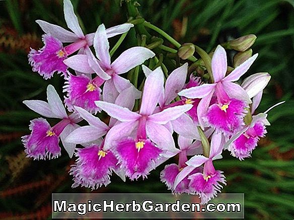 Epidendrum stamfordianum (Epidendrum Orchid)
