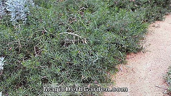 Eremophila maculata (Emu-Bush tacheté)