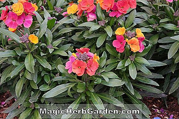 Erysimum kewense (Variegatum Wallflower)