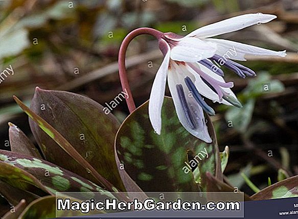 Erythronium dens-canis (White Splendor European Dog's-Tooth Violet)