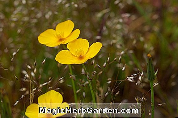 Eschscholzia caespitosa (Sundew California Poppy)