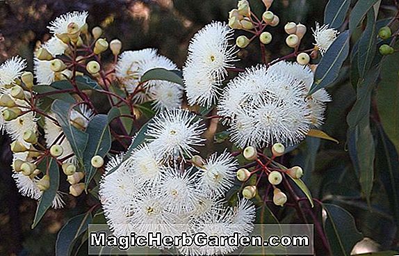 Eucalyptus calophylla (Gum) - #2