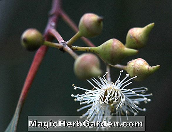 Eucalyptus camaldulensis (River Red Gum) - #2