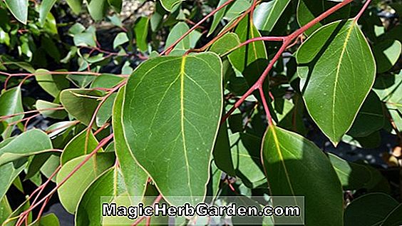 Planter: Eucalyptus cladocalyx (Nana Sugar Gum)