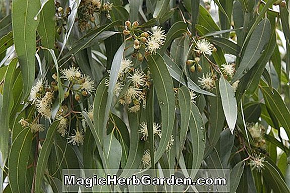 Eucalyptus maculata (Maculata Eucalyptus)