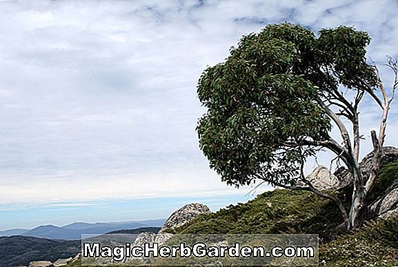 Eucalyptus populnea (Poplar Box)