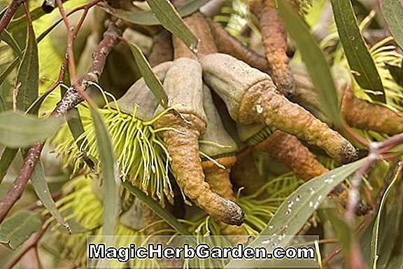 Eucalyptus preissiana (Bell-Fruited Mallee) - #2