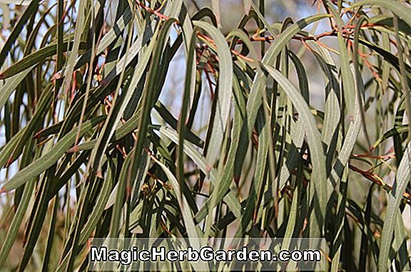 Planter: Eucalyptus pulchella (Hvid Pebermynte)