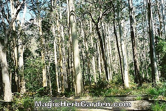 Eucalyptus saligna (Sydney Blue Gum) - #2