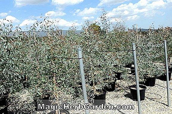 Eucalyptus sideroxylon (Pink Ironbark) - #2