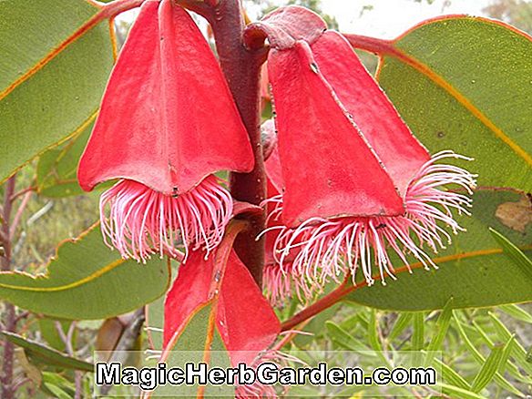 Eucalyptus tetraptera (Square-Fruit Mallee)