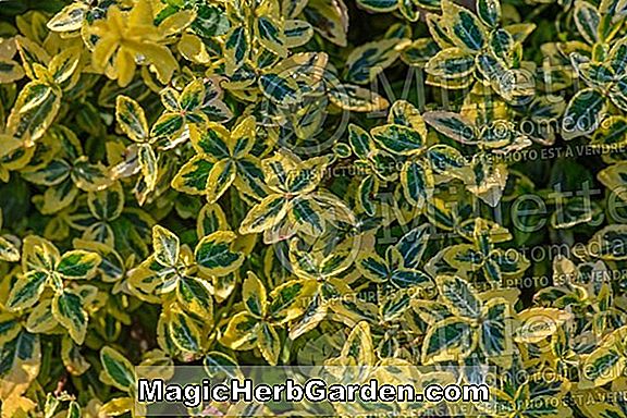 Euonymus fortunei (Emerald 'n Gold Wintercreeper) - #2
