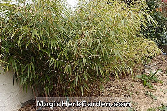 Fargesia crassinoda (Bambus) - #2