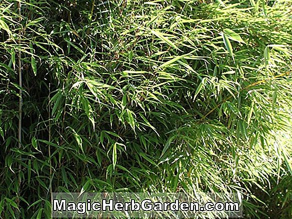 Fargesia murielae (Regenschirm Bambus)