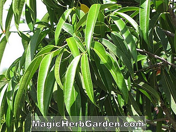 Ficus binnendijkii (Saber Ficus) - #2