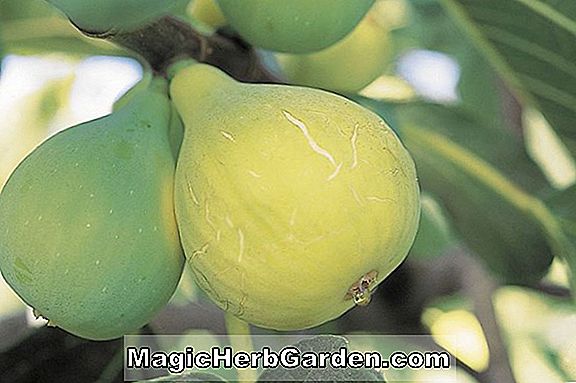 Ficus Carica (Granata Persian Fig)