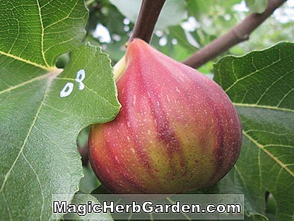 Ficus Carica (Latterula Hvid Italiensk Honning Fig) - #2