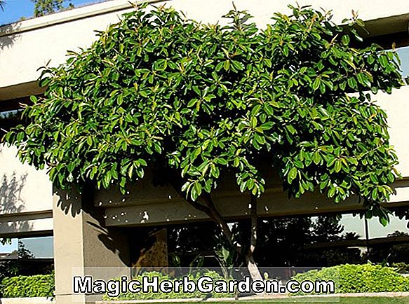 Ficus elastica (Rubra Rubber Plant)