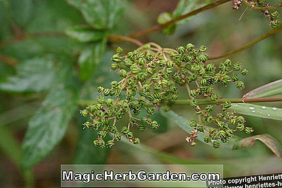 Planter: Filipendula ulmaria (Queen of the Meadow)