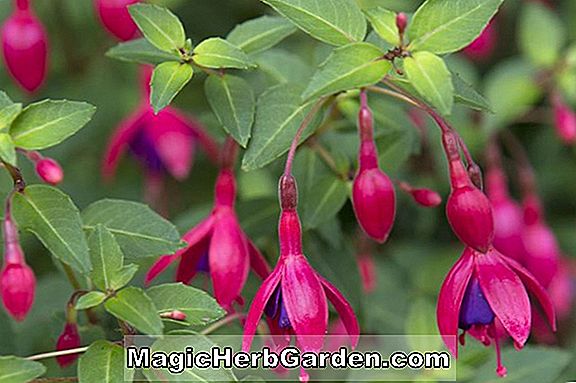 Fuchsia (Brutus Fuchsia) - #2