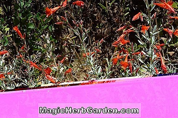 Fuchsia (Carol Peat Fuchsia)