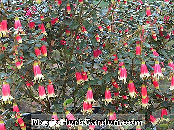 Tumbuhan: Fuchsia (Starry Trails Fuchsia) - #2