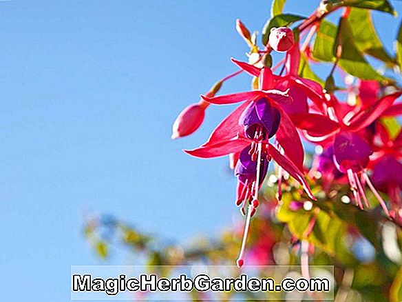 Planter: Fuchsia (Galadriel Fuchsia)