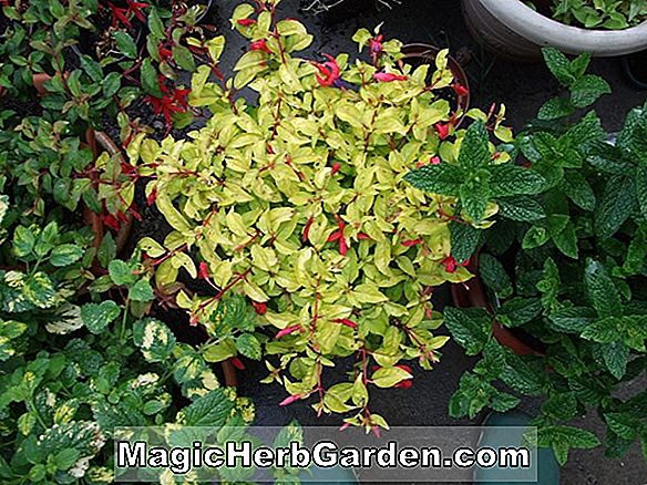 Pflanzen: Fuchsia (General Negrier Fuchsia) - #2