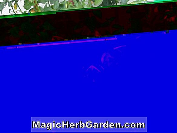 Fuchsia (Harlow Car Fuchsia) - #2