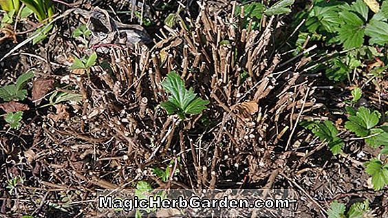 Fuchsia (Lavendel Lady Fuchsia) - #2