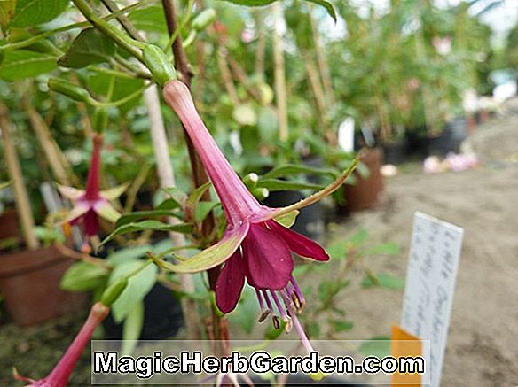Tumbuhan: Fuchsia (Lechlade Maiden Fuchsia) - #2