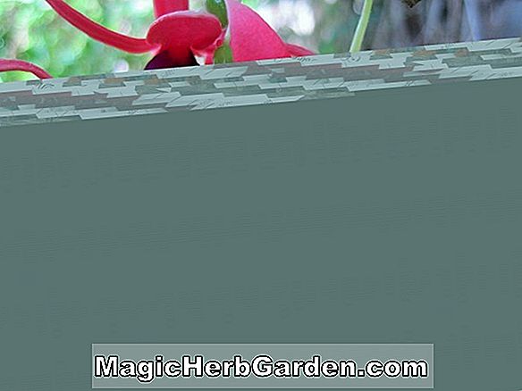 Fuchsia (Lye's Rival Fuchsia) - #2