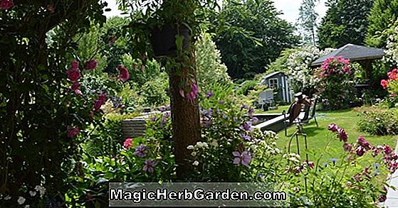 Fuchsia (Margaret Brown Fuchsia)