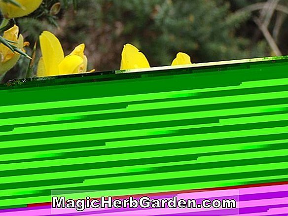 Planter: Fuchsia (Martha Werle Fuchsia) - #2