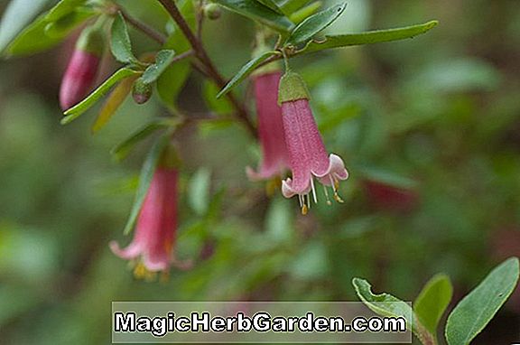 Fuchsia (délicat Damosel Fuchsia) - #2