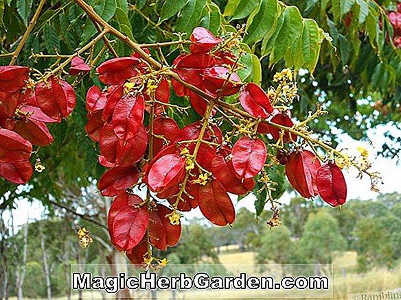 Fuchsia (Raintree Legend Fuchsia) - #2