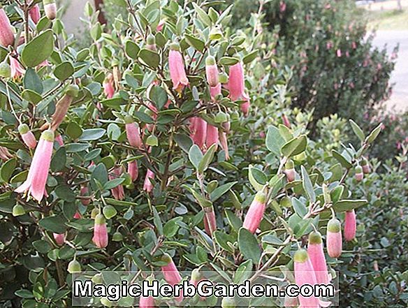 Fuchsia (Ray Gagnon Fuchsia) - #2