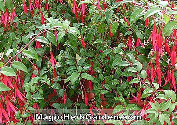 Fuchsia magellanica (Riccartonii Fuchsia)