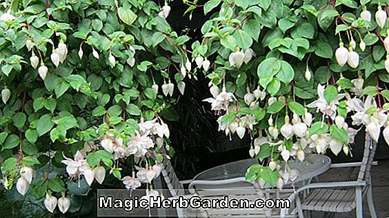 Planter: Fuchsia (Solana Mar Fuchsia) - #2