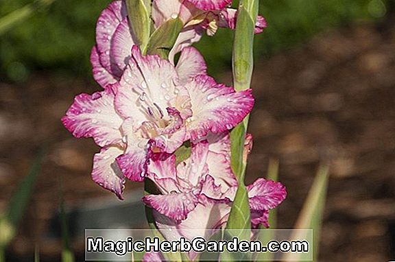 Pflanzen: Gladiolus (Himmlischer Sonnenschein Gladiole) - #2